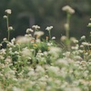 花畑5