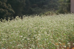 花畑4