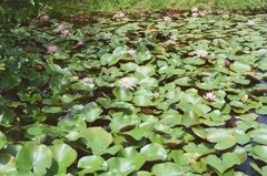 池