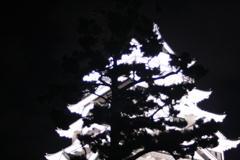 福山城の松