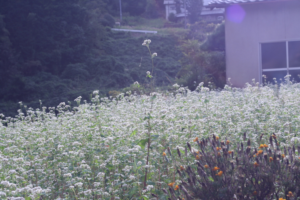 花畑3