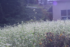 花畑3