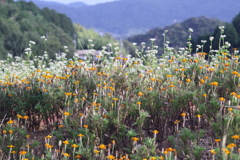 花畑1