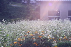 花畑2