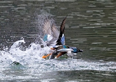 カモ兄弟のデッドヒート1