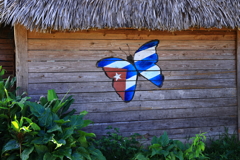 タバコ乾燥小屋のキューバの蝶