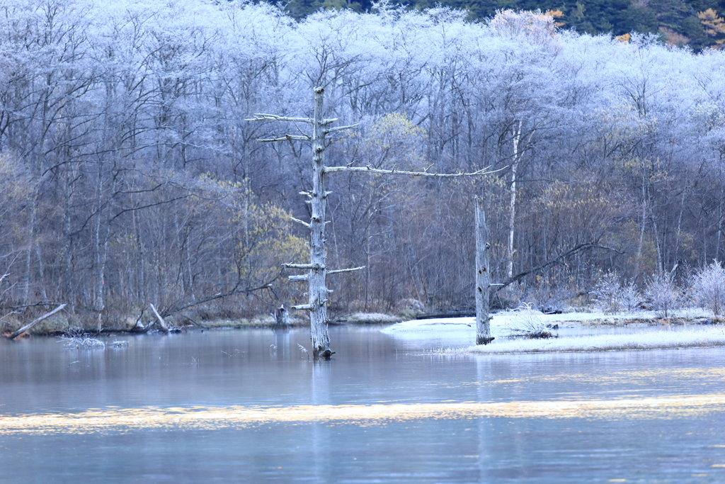 大正池の立ち枯れ木