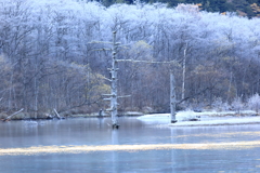 大正池の立ち枯れ木