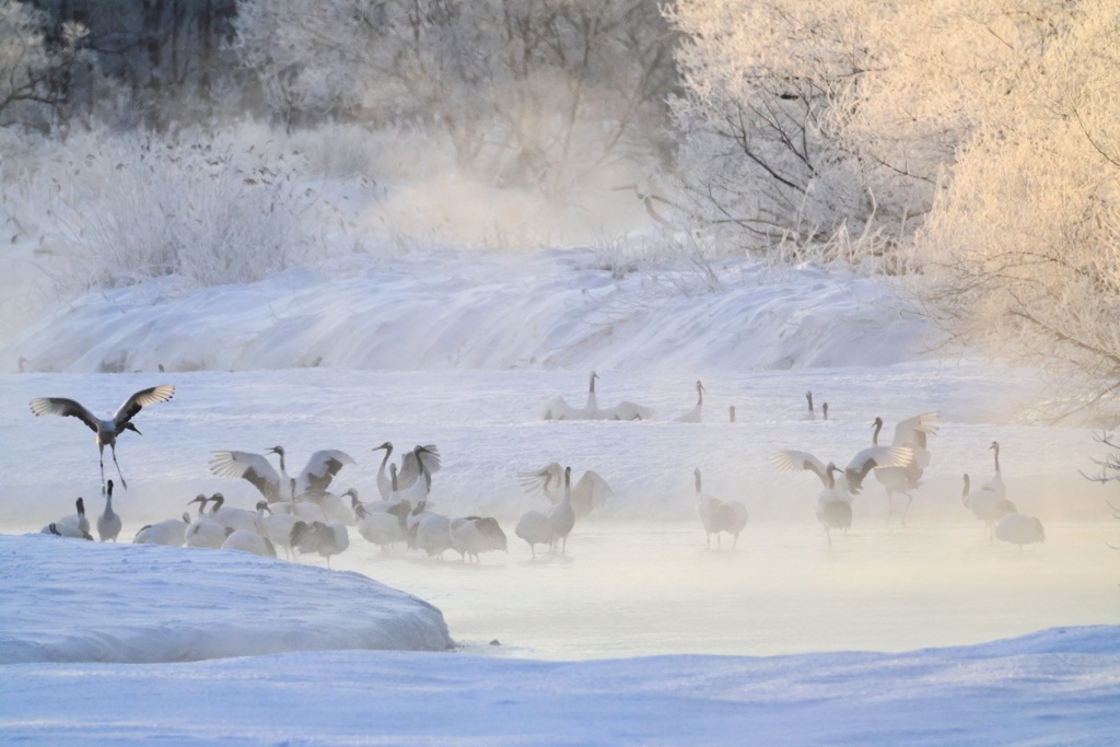 夜明けのタンチョウヅル