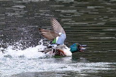 カモ兄弟のデッドヒート2