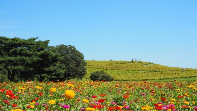 ひたち海浜公園　文元達也