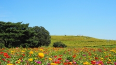 ひたち海浜公園　文元達也