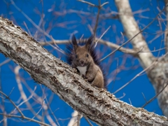 エゾリス　文元達也