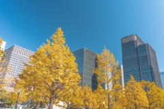 丸の内とイチョウの木　文元達也