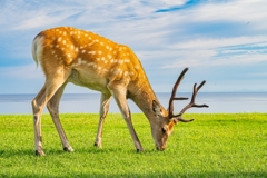 宗谷丘陵とエゾシカ　文元達也