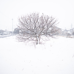 雪の日