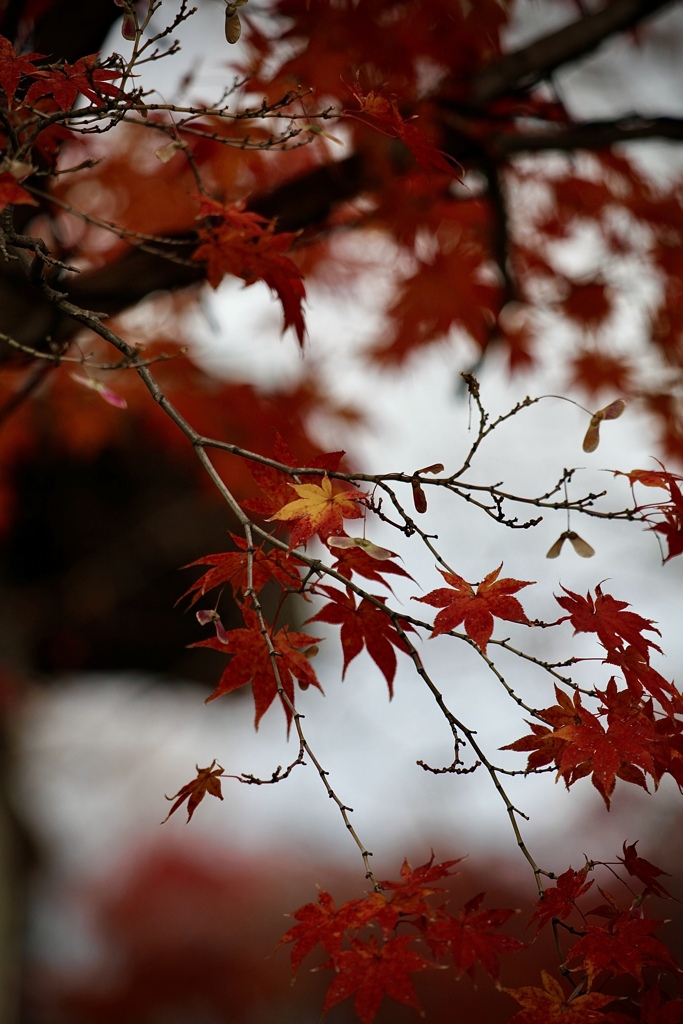 紅葉…