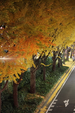 夜な景色