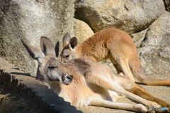 ひなったぼっこ