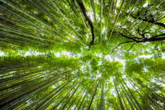 竹林運河