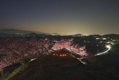 河津桜