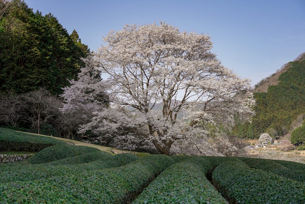 竹原淡墨桜