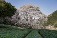 竹原淡墨桜
