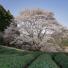 竹原淡墨桜