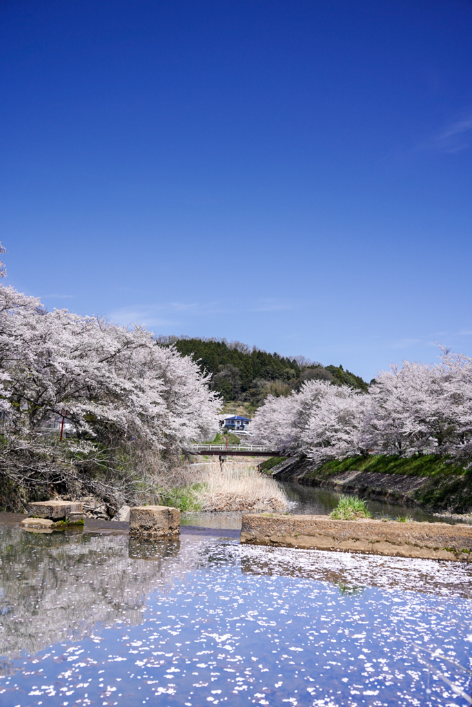輝く桜並木
