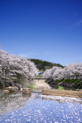 輝く桜並木