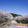 輝く桜並木