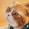 実家の猫