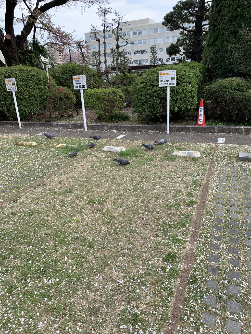 鳩の集会