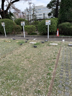 鳩の集会