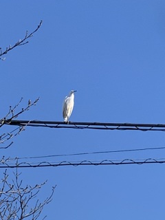 電線の白鳥