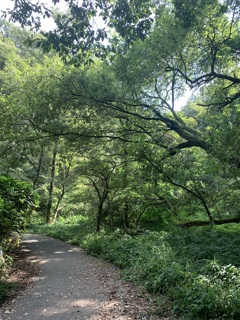 緑道
