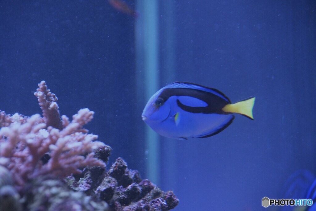 ナンヨウハギ