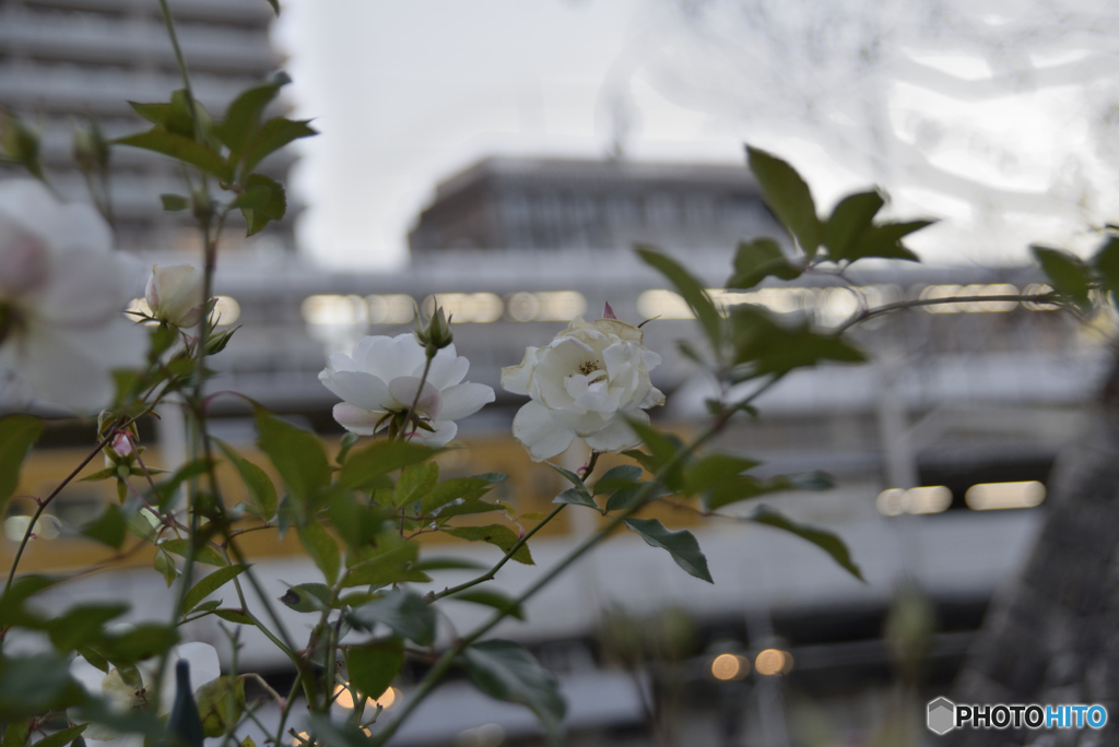 街の隅に咲くバラ