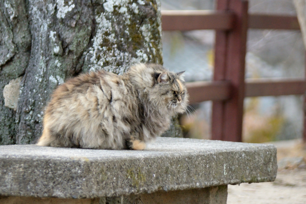 猫2