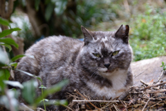 人懐っこい猫