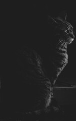 猫