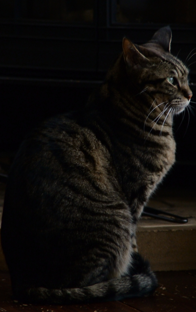 猫