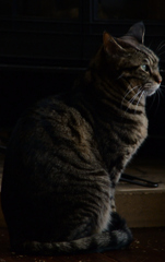 猫