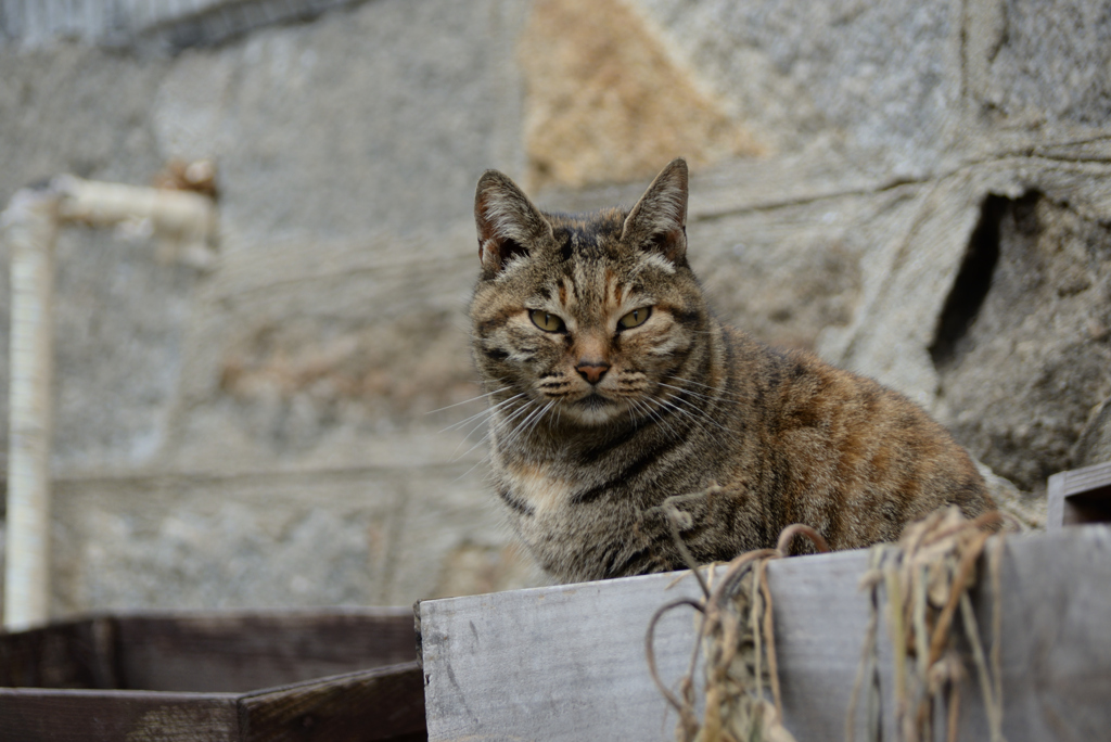 箱入り猫