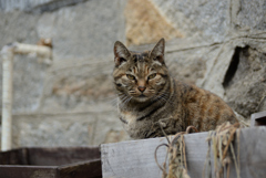 箱入り猫