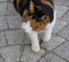 おまえ誰ニャ？