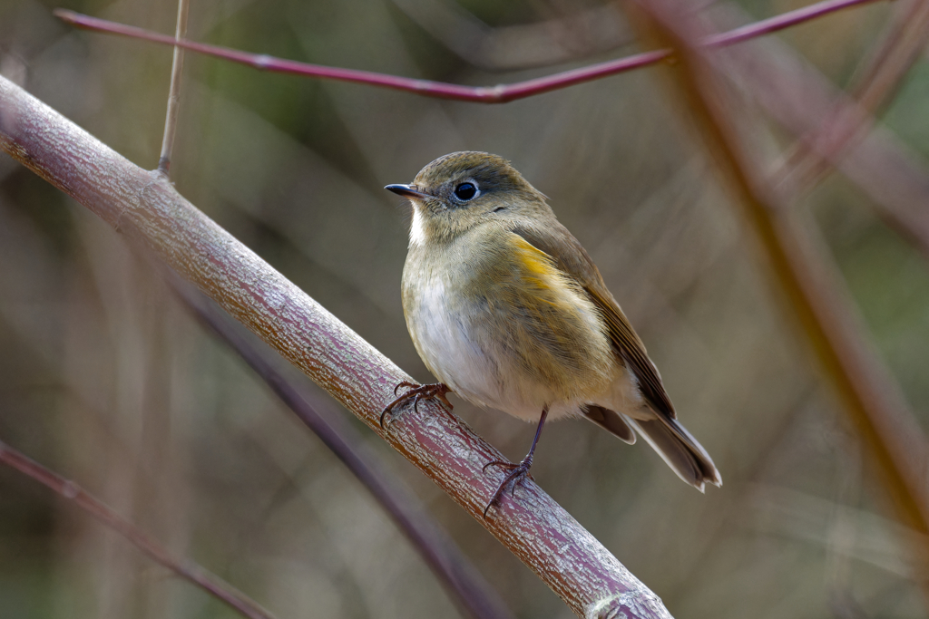 大阪府 野鳥 ルリビタキ