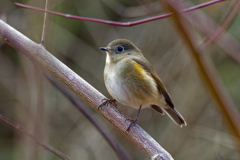 大阪府 野鳥 ルリビタキ