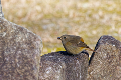 近所のジョウビタキの写真