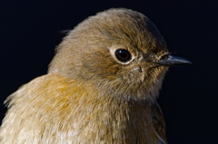 近所のジョウビタキの写真